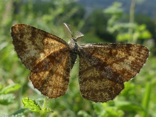 Réf. 216 463 : Ematurga atomaria